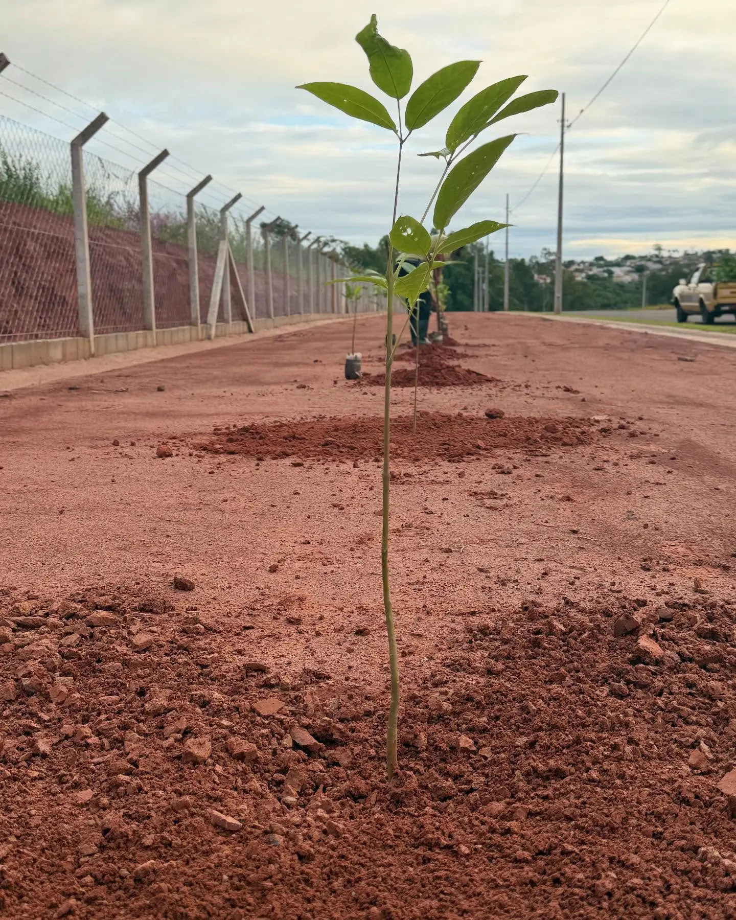 Plantio de árvores durante a urbanização do Tawata